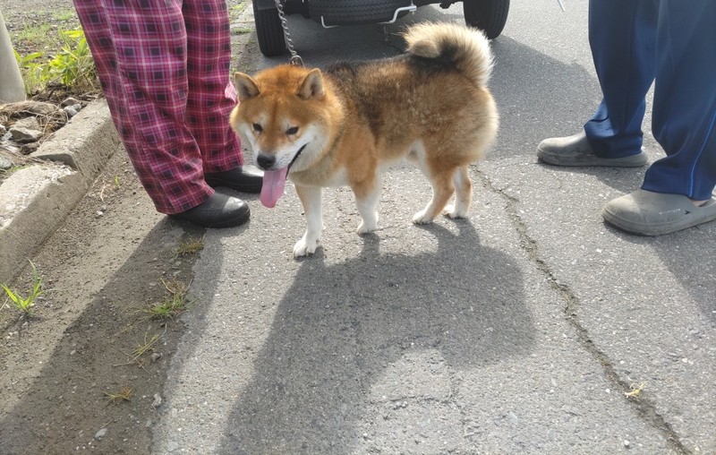 迷い犬