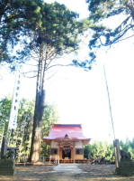 今熊神社の杉